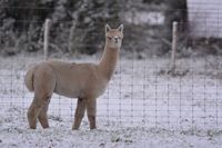 Apollo in de sneeuw - november